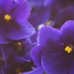 Light and Temperature for African Violets