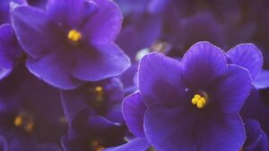 Light and Temperature for African Violets